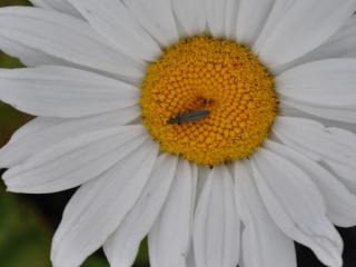 Leucanthemum hybride 'Etoile d'Anvers'