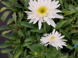 Leucanthemum hybride 'Wirral Supreme'