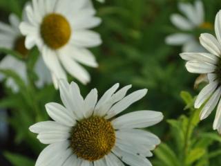 Leucanthemella serotina