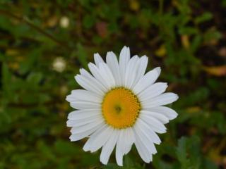 Leucanthemum vulgare 'Maikonigin'