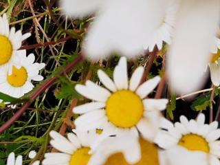 Leucanthemum vulgare