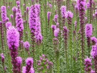 Liatris spicata