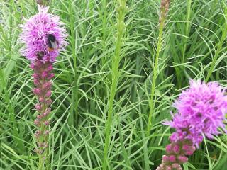 Liatris spicata 'Floristan Violet'