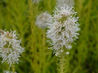 Liatris spicata 'Floristan Wit'