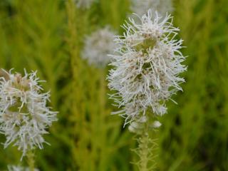 Liatris spicata 'Floristan Wit'