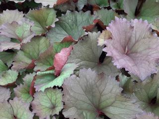 Ligularia dentata 'Desdemona'