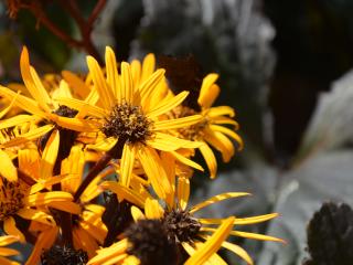 Ligularia dentata 'Br.M. Crawford' ®