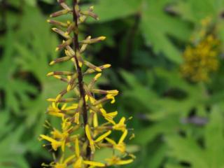 Ligularia przewalski