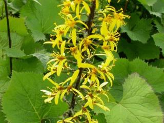 Ligularia stenocephala 'The Rocket'