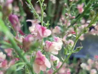 Linaria hybride 'Peachy'