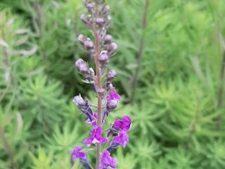 Linaria purpurea