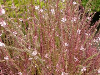 Linaria purpurea 'Canon J.Went'