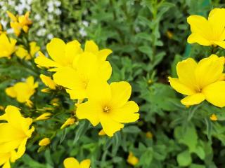 Linum flavum 'Compactum'