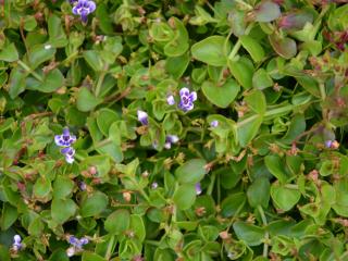 Lindernia grandiflora