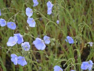 Linum perenne