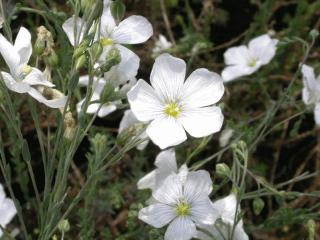 Linum perenne 'Diamant'