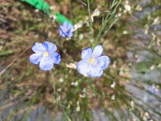 Linum perenne 'Saphir'