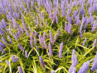 Liriope muscari