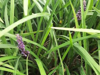 Liriope muscari 'Amethyst'