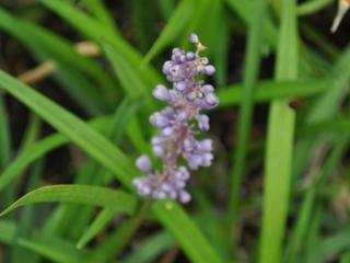 Liriope muscari 'Evergreen Giant'