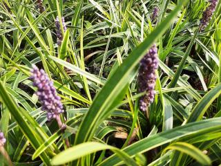 Liriope muscari 'Goldbanded'