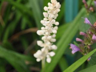 Liriope muscari 'Monroe White'