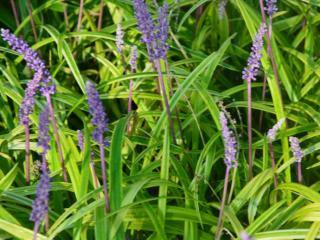 Liriope muscari 'Variegata'