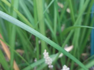 Liriope spicata