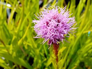 Liatris spicata 'Kobold'