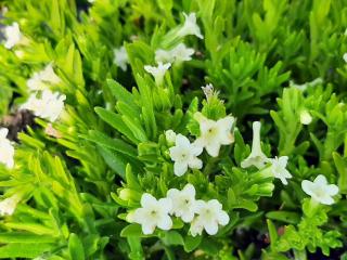 Lithodora diffusa 'Alba'