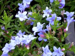 Lithodora diffusa 'Heavenly Blue'