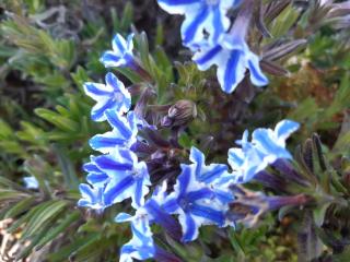 Lithodora diffusa 'Star' (PBR)