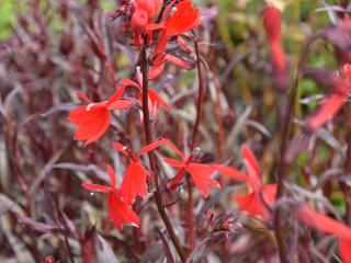 Lobelia fulgens 'Queen Victoria'