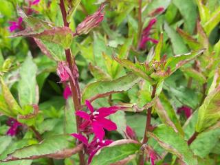 Lobelia hybride 'Tania'