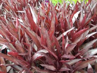 Lobelia speciosa 'Russian Princess'