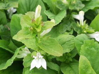 Lobelia siphilitica 'Alba'