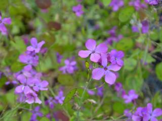 Lunaria annua