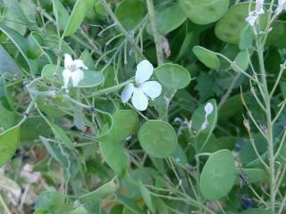 Lunaria annua 'Albiflora'