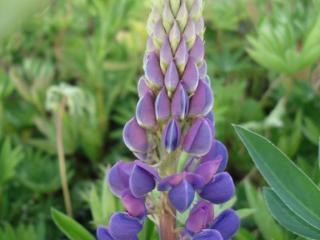 Lupinus 'Gallery Blue'