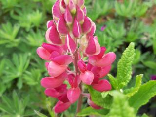 Lupinus 'Gallery Red'