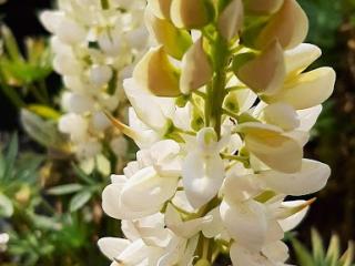 Lupinus Gallery White'