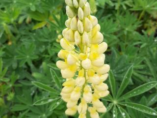 Lupinus 'Chandelier' (Kronleuchter)