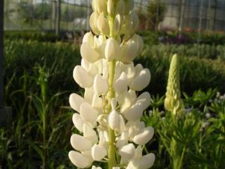 Lupinus 'Noble Maiden' (Fraulein)