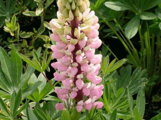 Lupinus 'The Chatelaine' (Schlossfrau)