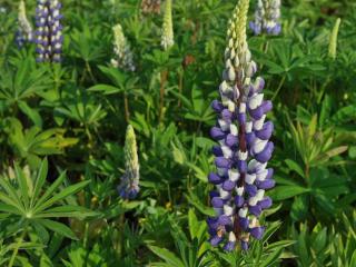 Lupinus 'The Governor' (Kastellan)