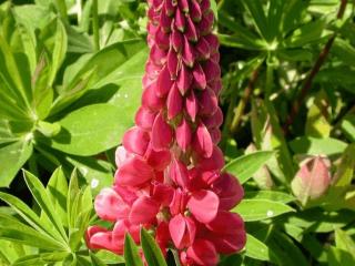 Lupinus 'The Pages' (Edelknabe)