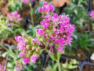 Lychnis alpina 'Rosea'