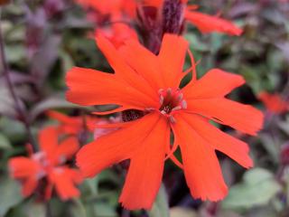 Lychnis arkwrightii 'Orange Zwerg'