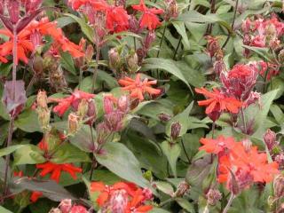 Lychnis arkwrightii 'Vesuvius'