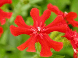 Lychnis chalcedonica